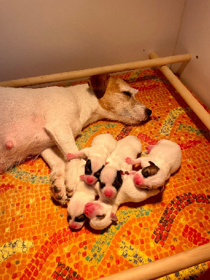 De Fierville Les Parcs - Jack Russell Terrier - Portée née le 18/03/2024