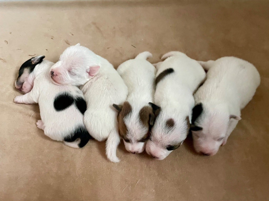 Les bébés sont arrivés 