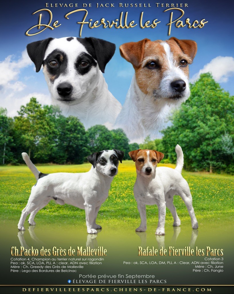 De Fierville Les Parcs - Prochainement chiot à venir 