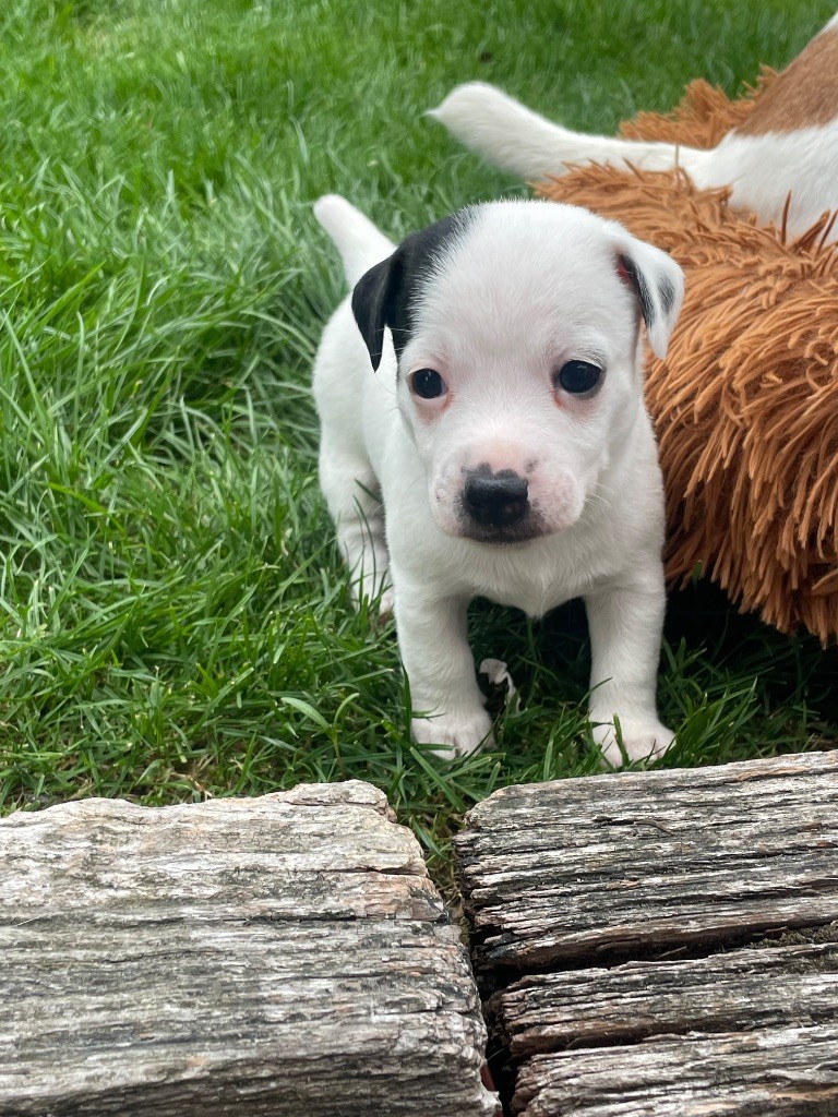De Fierville Les Parcs - Chiots disponibles - Jack Russell Terrier