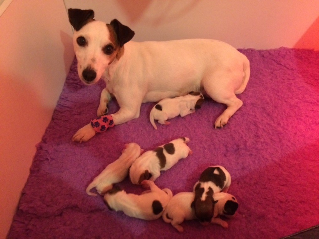 De Fierville Les Parcs - Jack Russell Terrier - Portée née le 05/02/2020