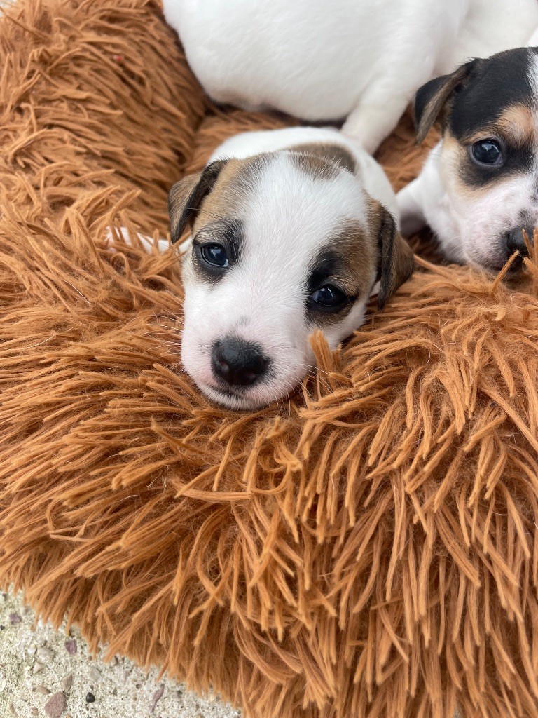 De Fierville Les Parcs - Chiots disponibles - Jack Russell Terrier