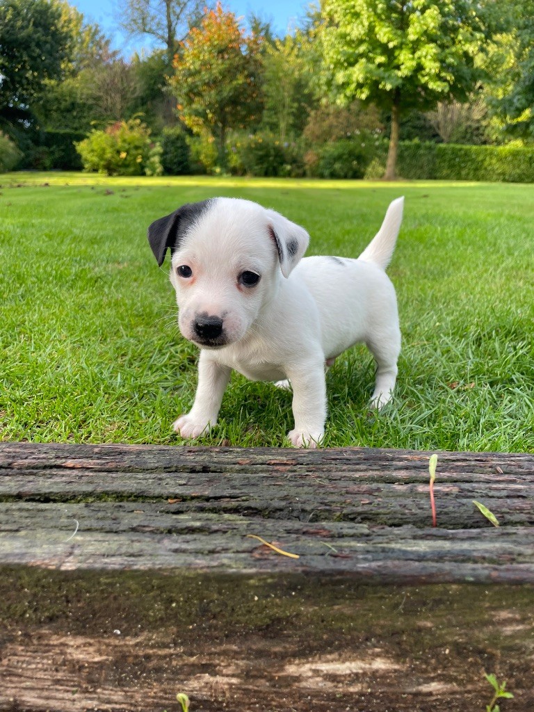 De Fierville Les Parcs - Chiots disponibles - Jack Russell Terrier