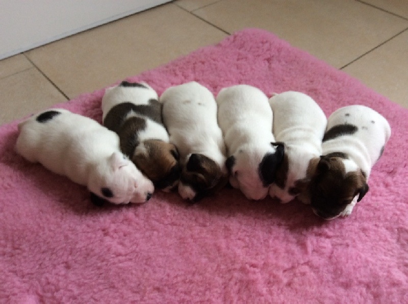 De Fierville Les Parcs - Jack Russell Terrier - Portée née le 12/01/2017