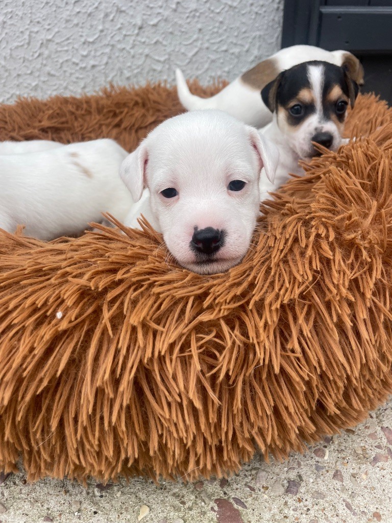 De Fierville Les Parcs - Chiots disponibles - Jack Russell Terrier