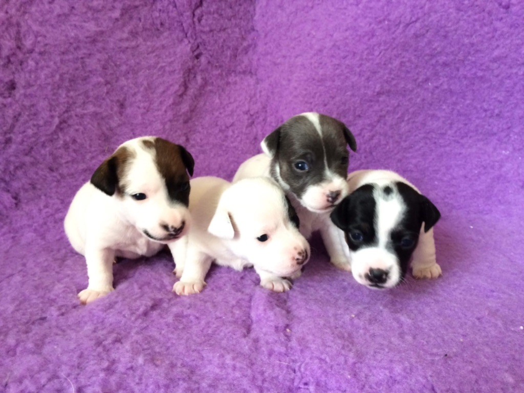 De Fierville Les Parcs - Jack Russell Terrier - Portée née le 08/04/2018