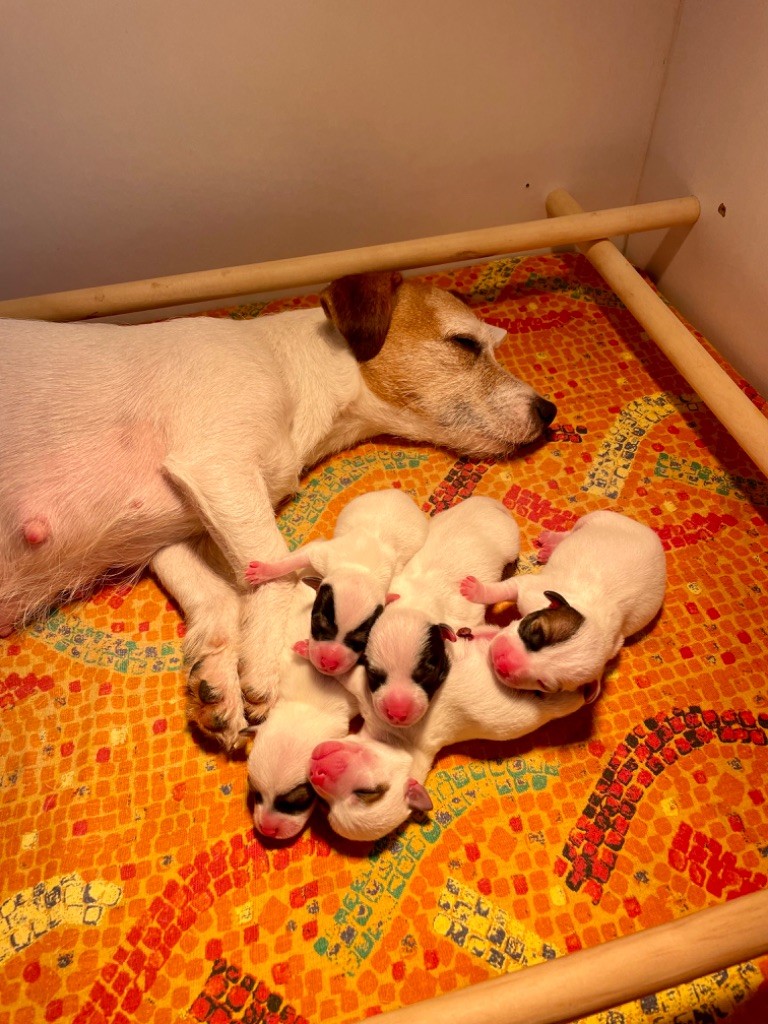 De Fierville Les Parcs - Jack Russell Terrier - Portée née le 18/03/2024