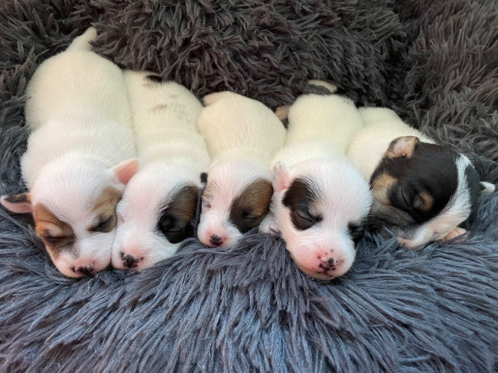 De Fierville Les Parcs - Jack Russell Terrier - Portée née le 23/09/2022